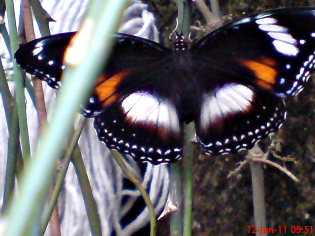 [Common Eggfly Butterfly - Hypolimnas bolina - female 5[4].jpg]