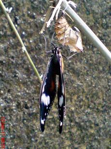 Common Eggfly Butterfly - Hypolimnas bolina - female 4 Common Eggfly Butterfly - Hypolimnas bolina - female 4