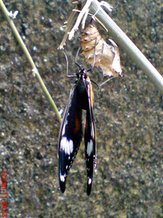 Common Eggfly Butterfly - Hypolimnas bolina - female 4