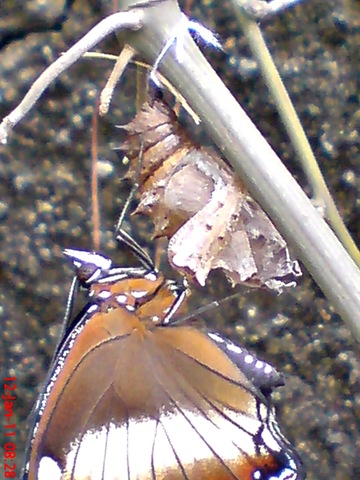 [Common Eggfly Butterfly - Hypolimnas bolina - female 2[4].jpg]