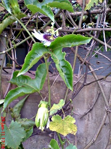 Passiflora edulis-Markisa-Passion Fruit 7 Passiflora edulis-Markisa-Passion Fruit 7
