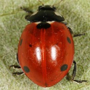 Coccinella-septempunctata-04 Coccinella-septempunctata-04
