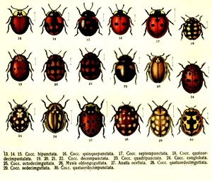 lady bug type lady bug type