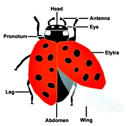 lady_beetle_anatomy lady_beetle_anatomy