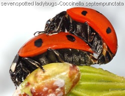 Coccinella septempunctata - sevenspotted ladybugs mating Coccinella septempunctata - sevenspotted ladybugs mating