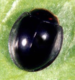 Cheilomenes sexmaculata (Fabricius) 5 Cheilomenes sexmaculata (Fabricius) 5