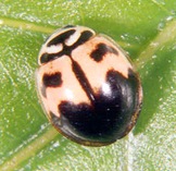 Cheilomenes sexmaculata (Fabricius) 2 Cheilomenes sexmaculata (Fabricius) 2