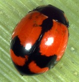 Cocctransversalis Cocctransversalis