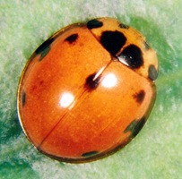 coelbiss coelbiss