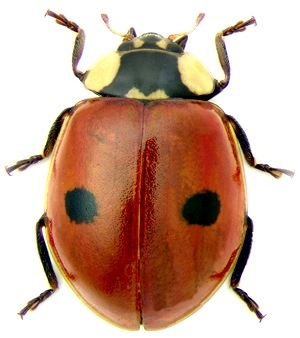 Adalia_bipunctata2_big