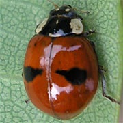Adalia-bipunctata-05 Adalia-bipunctata-05