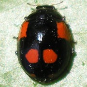 Adalia-bipunctata-04 Adalia-bipunctata-04