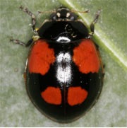 Adalia-bipunctata-02 Adalia-bipunctata-02