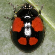 Adalia-bipunctata-02