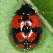 Adalia-bipunctata-03 Adalia-bipunctata-03