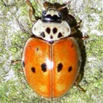 Adalia-decempunctata-08 Adalia-decempunctata-08