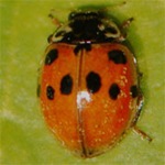 Adalia-decempunctata-18 Adalia-decempunctata-18
