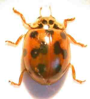 Species Data_Adalia decempunctata_pic1 Species Data_Adalia decempunctata_pic1