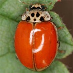 Adalia-decempunctata-06 Adalia-decempunctata-06