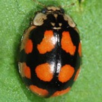 Adalia-decempunctata-14 Adalia-decempunctata-14