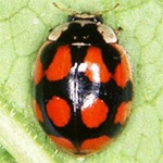 Adalia-decempunctata-02 Adalia-decempunctata-02