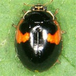 Adalia-decempunctata-04 Adalia-decempunctata-04