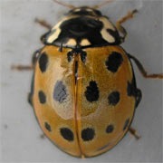 Anatis-ocellata-03 Anatis-ocellata-03