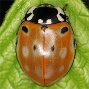 Anatis-ocellata-04 Anatis-ocellata-04