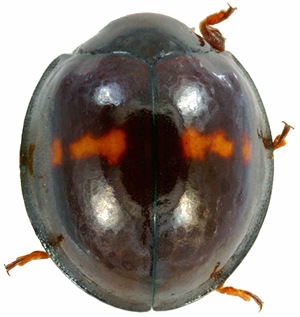 Chilocorus bipustulatus