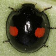 Chilocorus-renipustulatus-01 Chilocorus-renipustulatus-01