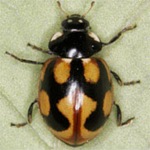 Coccinella-hieroglyphica-01 Coccinella-hieroglyphica-01