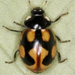 Coccinella-hieroglyphica-01