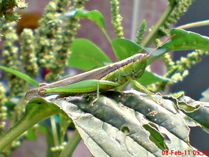 belalang hijau Oxya chinensis 9