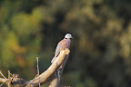 dove