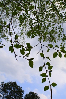 April 2011 232-1