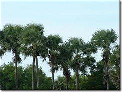 palmyrah_palm_trees