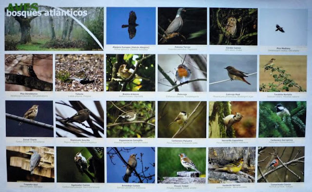 aves