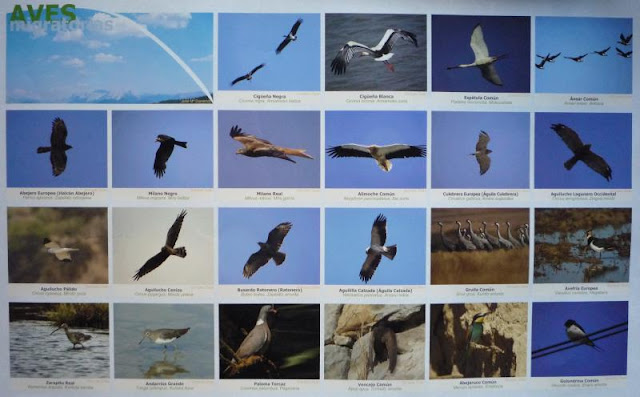 aves2