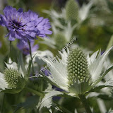 Flower and Garden