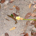 BUKIT TIMAH 8-14-2009 11-17-38 PM 3264x2448.JPG, STRANGE PLANT, SINGAPORE NATURE PRESERVE SINGAPORE ZOO AND NIGHT SAFARI