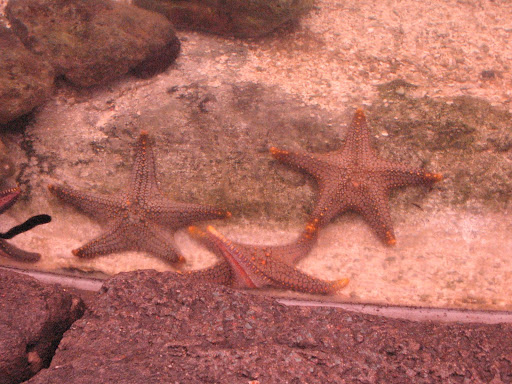 fishes