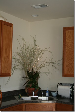 IMG_4410 IMG_4410