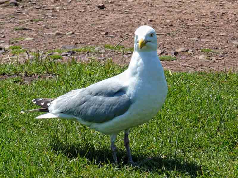 Мыс Фреель - сap Frehel 