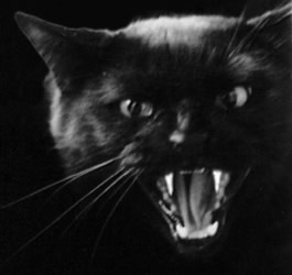 [gatopreto[4].jpg]