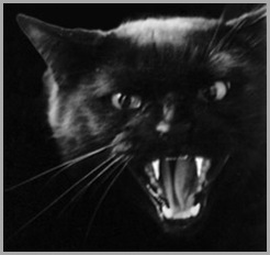 gatopreto