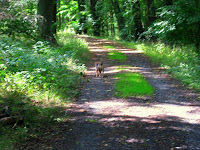 Hund