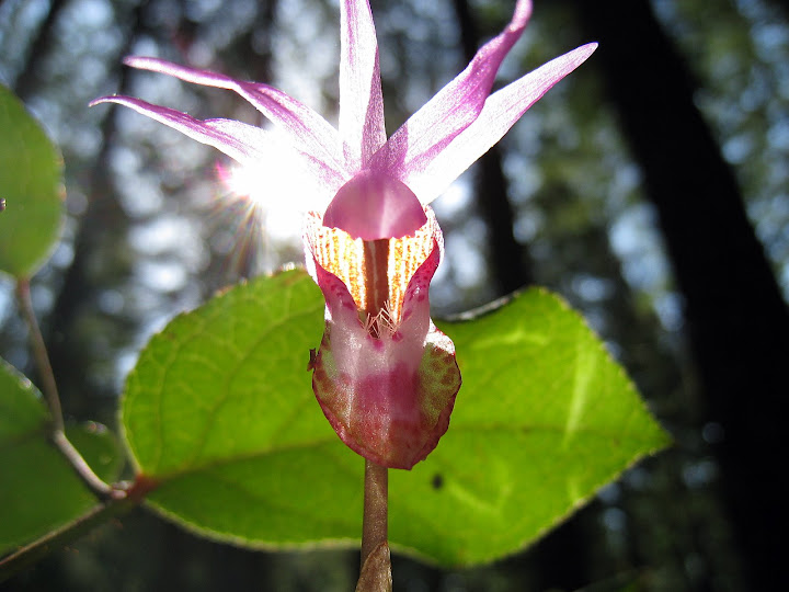 Fairy slipper