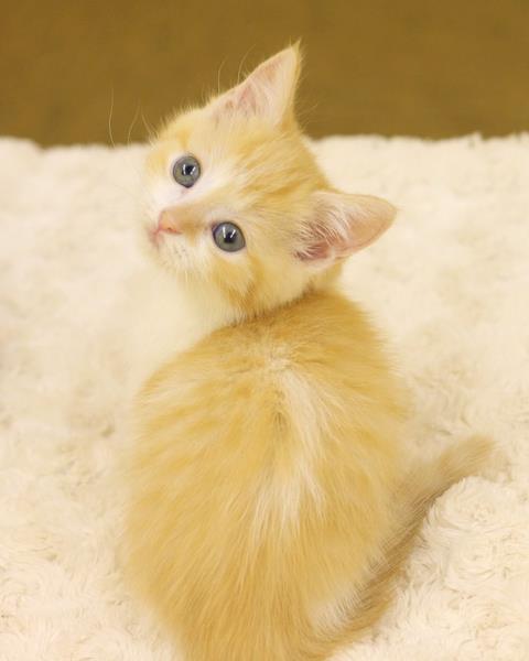 รูปภาพ น้องเหมียว แมวน้อย สัตว์เลี้ยง ลูกแมวแสนน่ารัก