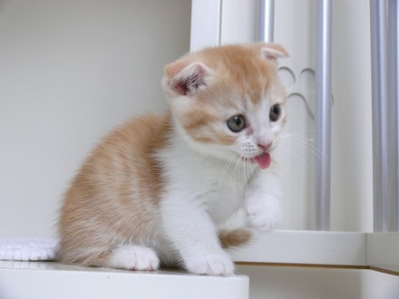 รูปภาพ น้องเหมียว แมว รูปแมว แมวเหมียว ตัวน้อยน่ารักมากๆ