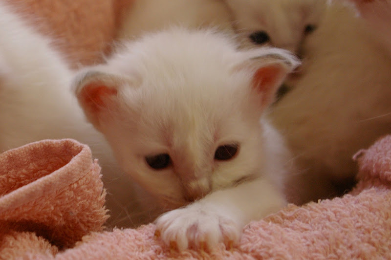 รูปภาพ ครอบครัวน้องเหมียว ลูกแมวน้อยน่ารัก